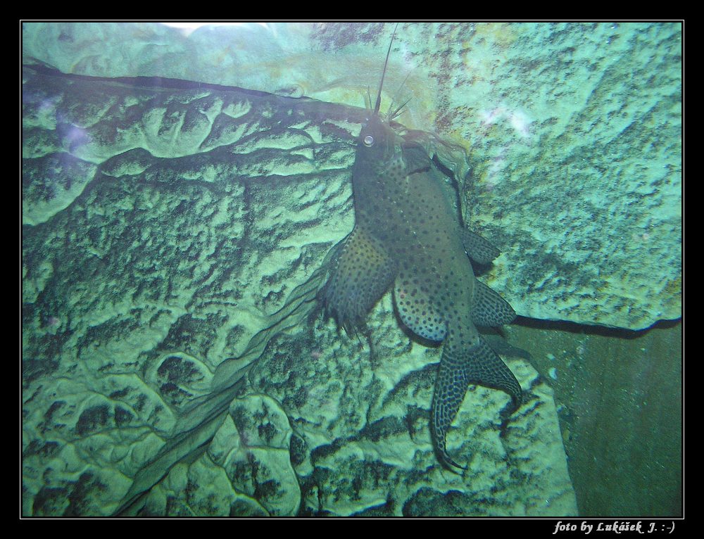 P1011214_tn.jpg - OLYMPUS DIGITAL CAMERA         