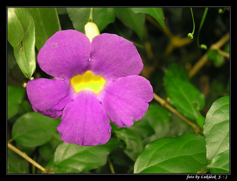 P1011230_tn.jpg - OLYMPUS DIGITAL CAMERA         