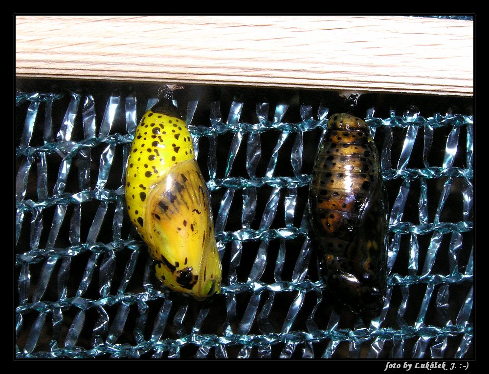 P1011238_tn.jpg - OLYMPUS DIGITAL CAMERA         