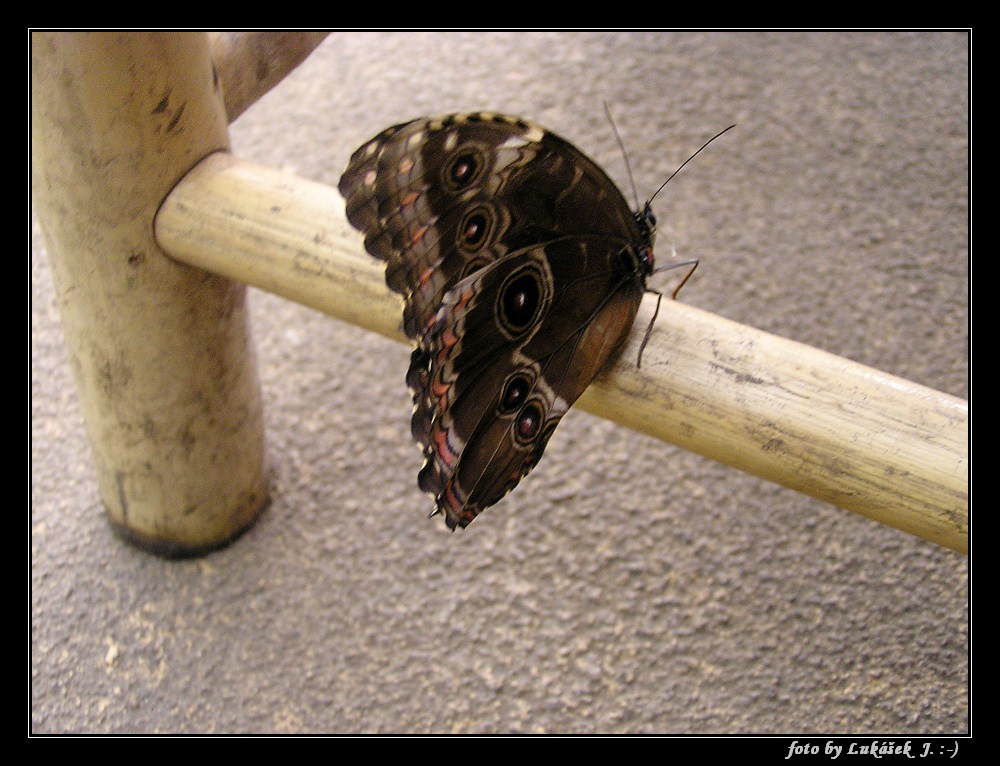 P1011254_tn.jpg - OLYMPUS DIGITAL CAMERA         