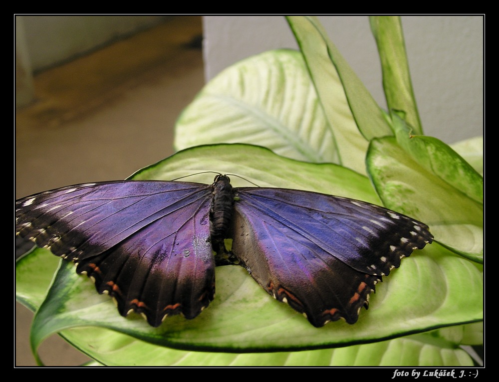 P1011270_tn.jpg - OLYMPUS DIGITAL CAMERA         