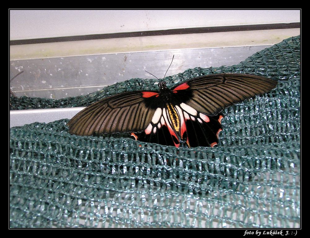 P1011284_tn.jpg - OLYMPUS DIGITAL CAMERA         